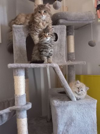 Norwegisch/ Sibirische Waldkatzen Kitten