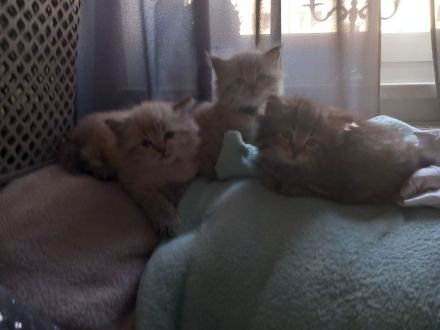 Norwegisch/ Sibirische Waldkatzen Kitten