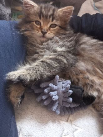 Norwegisch/ Sibirische Waldkatzen Kitten