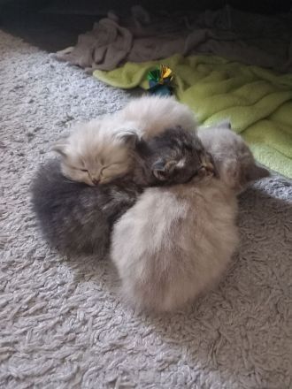 Norwegisch/ Sibirische Waldkatzen Kitten