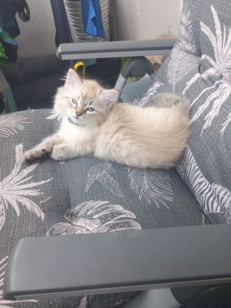 Norwegisch/ Sibirische Waldkatzen Kitten