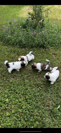 Shih Tzu Welpen