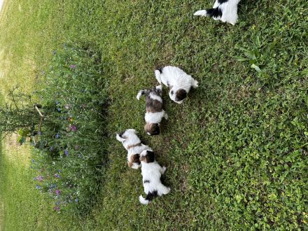 Shih Tzu Welpen