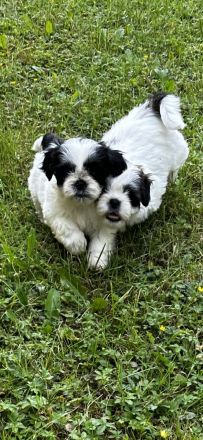Shih Tzu Welpen