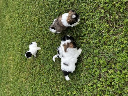 Shih Tzu Welpen