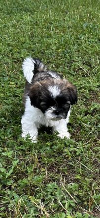 Shih Tzu Welpen