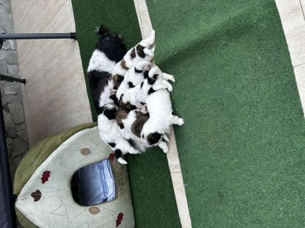 Shih Tzu Welpen