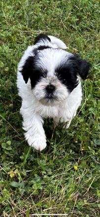 Shih Tzu Welpen