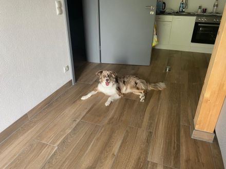 Charly sucht neues Zuhause