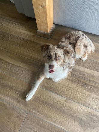 Charly sucht neues Zuhause