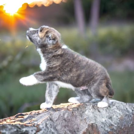 Japanische Akita Inu Welpen mit Ahnentafel/Pedigree