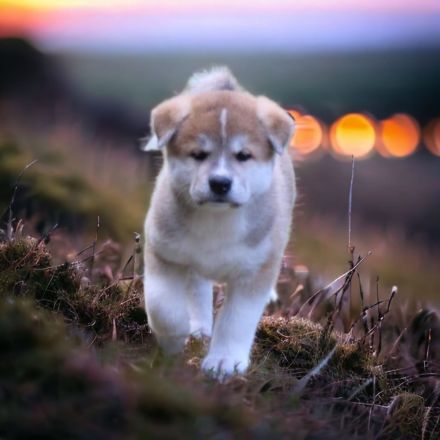 Japanische Akita Inu Welpen mit Ahnentafel/Pedigree