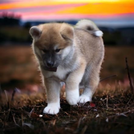 Japanische Akita Inu Welpen mit Ahnentafel/Pedigree