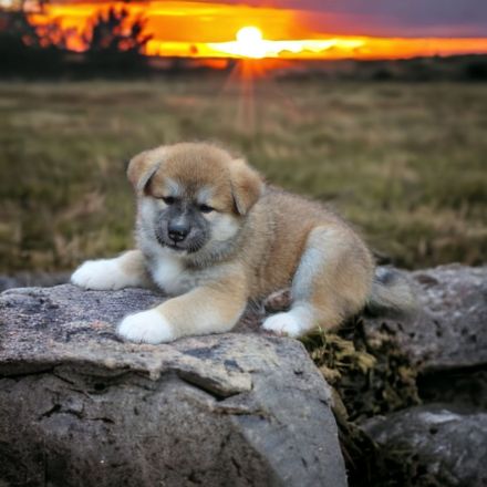 Japanische Akita Inu Welpen mit Ahnentafel/Pedigree