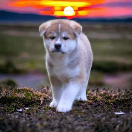Japanische Akita Inu Welpen mit Ahnentafel/Pedigree