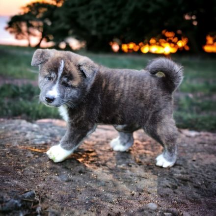 Japanische Akita Inu Welpen mit Ahnentafel/Pedigree
