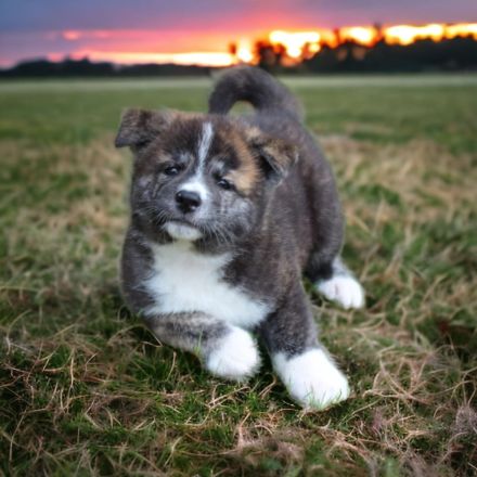 Japanische Akita Inu Welpen mit Ahnentafel/Pedigree