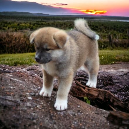 Japanische Akita Inu Welpen mit Ahnentafel/Pedigree