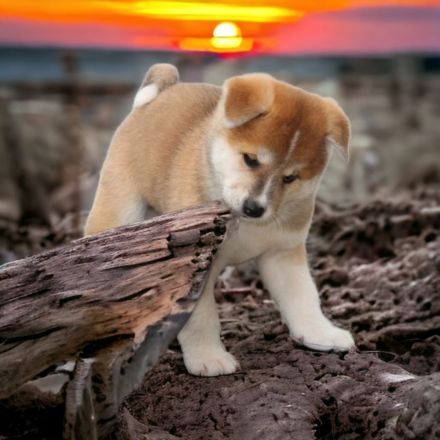 Japanische Akita Inu Welpen mit Ahnentafel/Pedigree