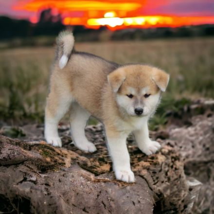 Japanische Akita Inu Welpen mit Ahnentafel/Pedigree