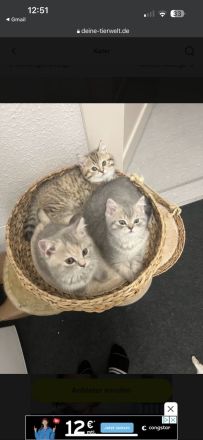 Britisch Kurzhaar Kitten