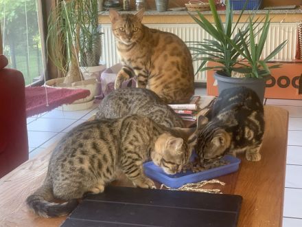 Bengal/BKH-Mix Kitten Kater Katze