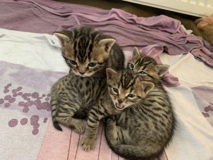 Bengal/BKH-Mix Kitten Kater Katze