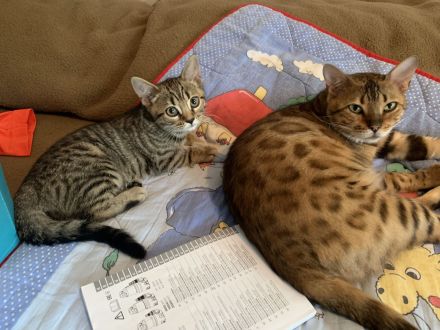 Bengal/BKH-Mix Kitten Kater Katze