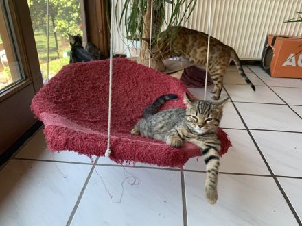 Bengal/BKH-Mix Kitten Kater Katze