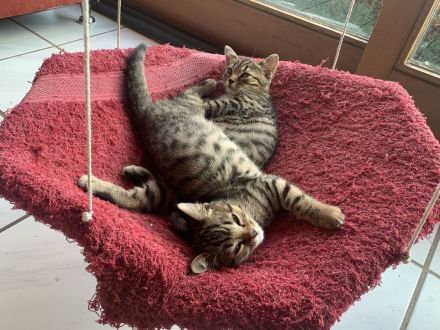 Bengal/BKH-Mix Kitten Kater Katze