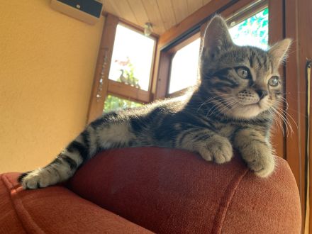 Bengal/BKH-Mix Kitten Kater Katze