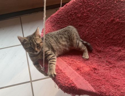 Bengal/BKH-Mix Kitten Kater Katze