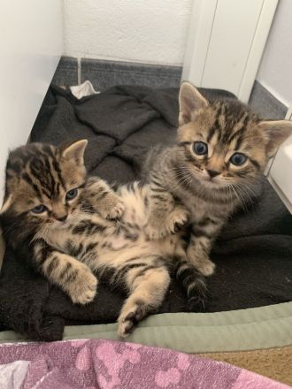 Bengal/BKH-Mix Kitten Kater Katze