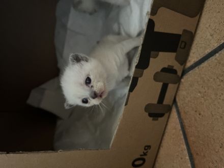 Bkh Siam kitten