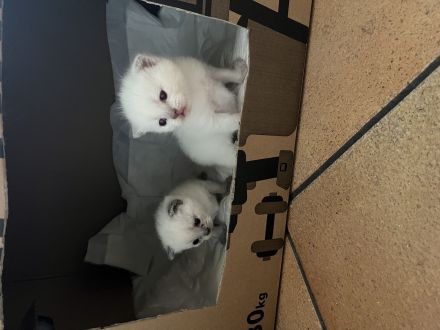 Bkh Siam kitten