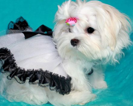 Zwei Malteser Welpen von seltener Schönheit