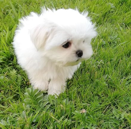 Zwei Malteser Welpen von seltener Schönheit