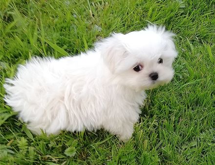 Zwei Malteser Welpen von seltener Schönheit