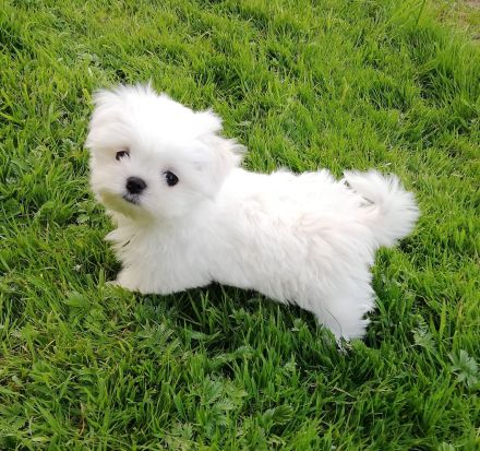 Zwei Malteser Welpen von seltener Schönheit