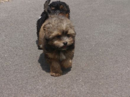 Bolonka-Pudel (Doodle, Bollipoo) Welpen. Chiwalonka.