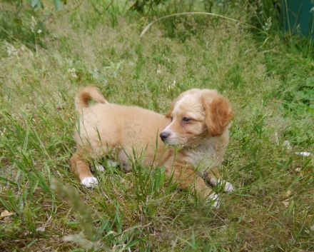 Bolonka-Pudel (Doodle, Bollipoo) Welpen. Chiwalonka.