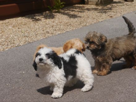 Bolonka-Pudel (Doodle, Bollipoo) Welpen. Chiwalonka.