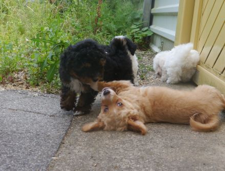 Bolonka-Pudel (Doodle, Bollipoo) Welpen. Chiwalonka.