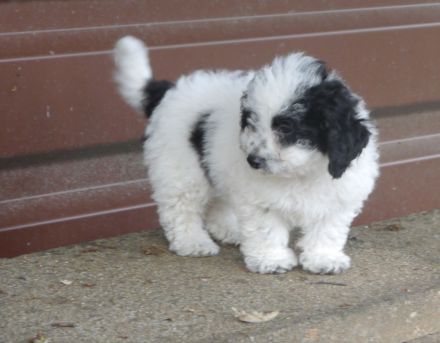 Bolonka-Pudel (Doodle, Bollipoo) Welpen. Chiwalonka.