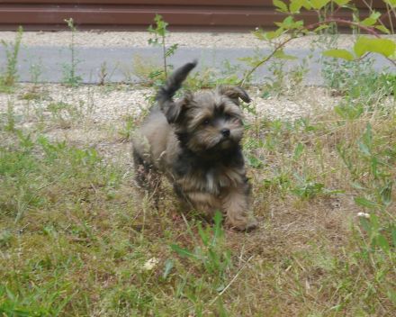 Bolonka-Pudel (Doodle, Bollipoo) Welpen. Chiwalonka.