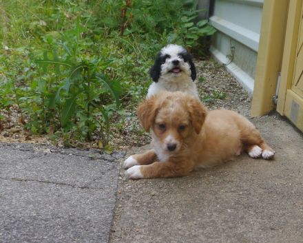 Bolonka-Pudel (Doodle, Bollipoo) Welpen. Chiwalonka.