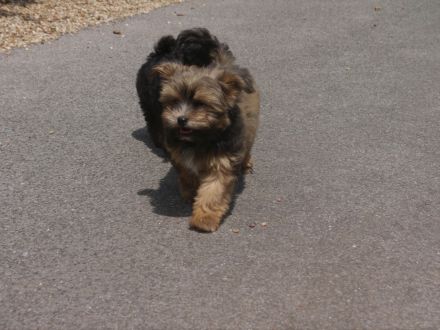 Bolonka-Pudel (Doodle, Bollipoo) Welpen. Chiwalonka.