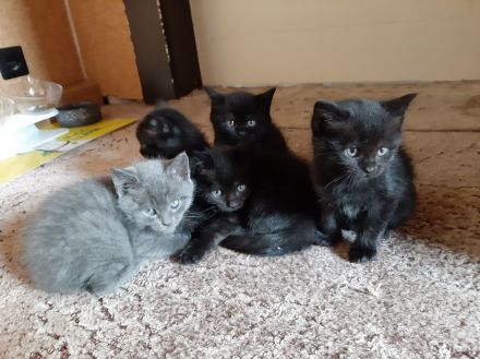 Liebe und verkuschelte BKH- Kitten abzugeben