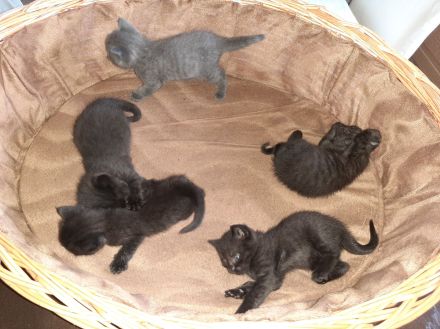 Liebe und verkuschelte BKH- Kitten abzugeben