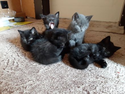 Liebe und verkuschelte BKH- Kitten abzugeben